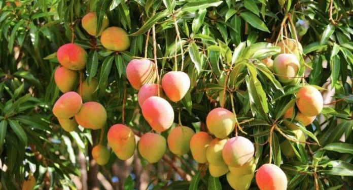 Read more about the article Mango Trees