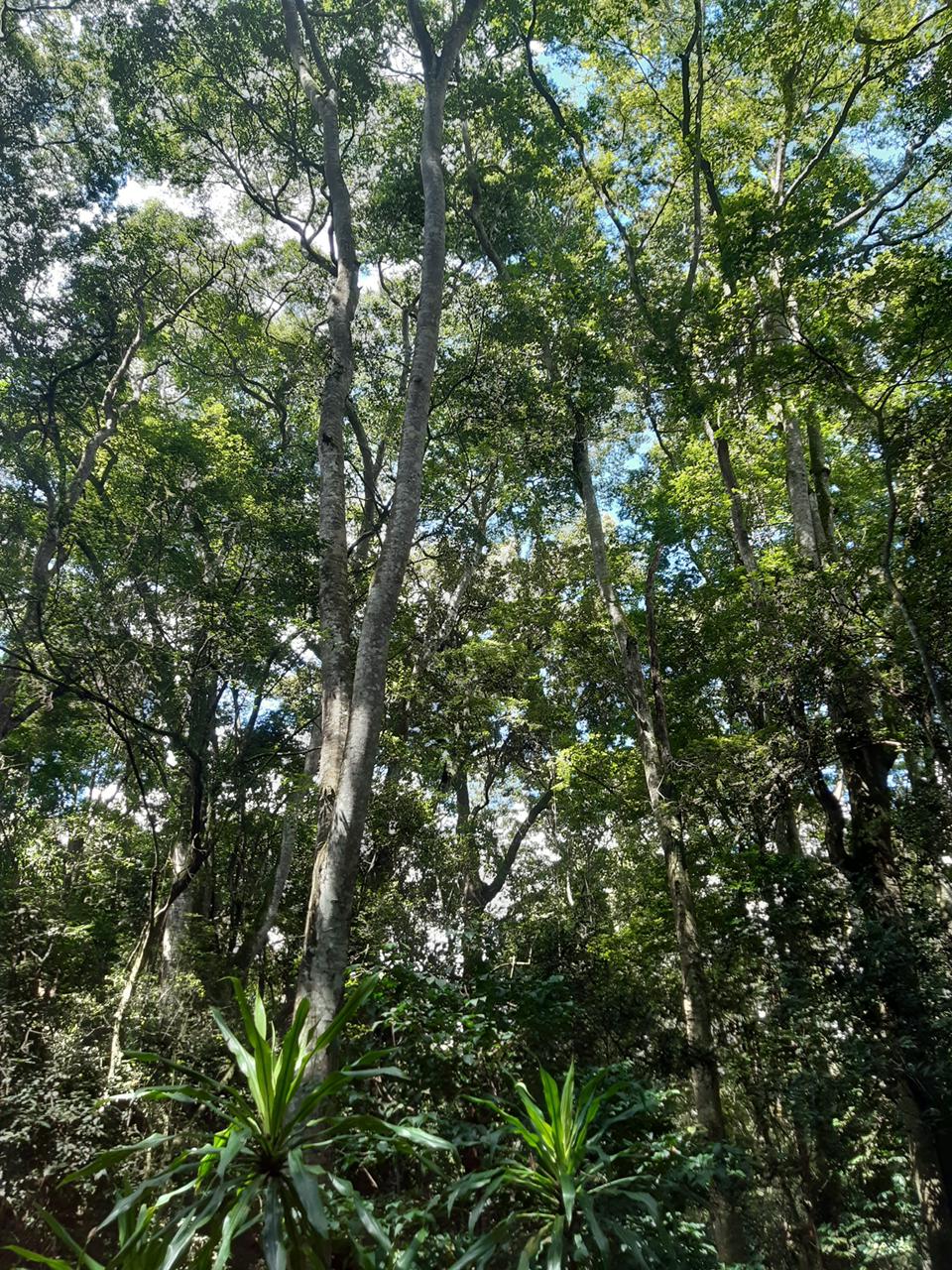 The beautiful Karura Forest in Nairobi